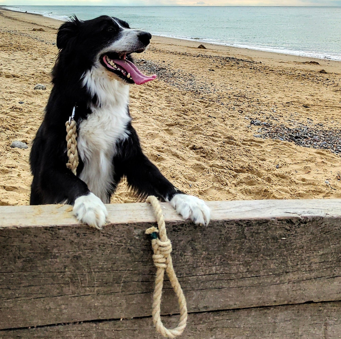 Natural Flax Dog Leads